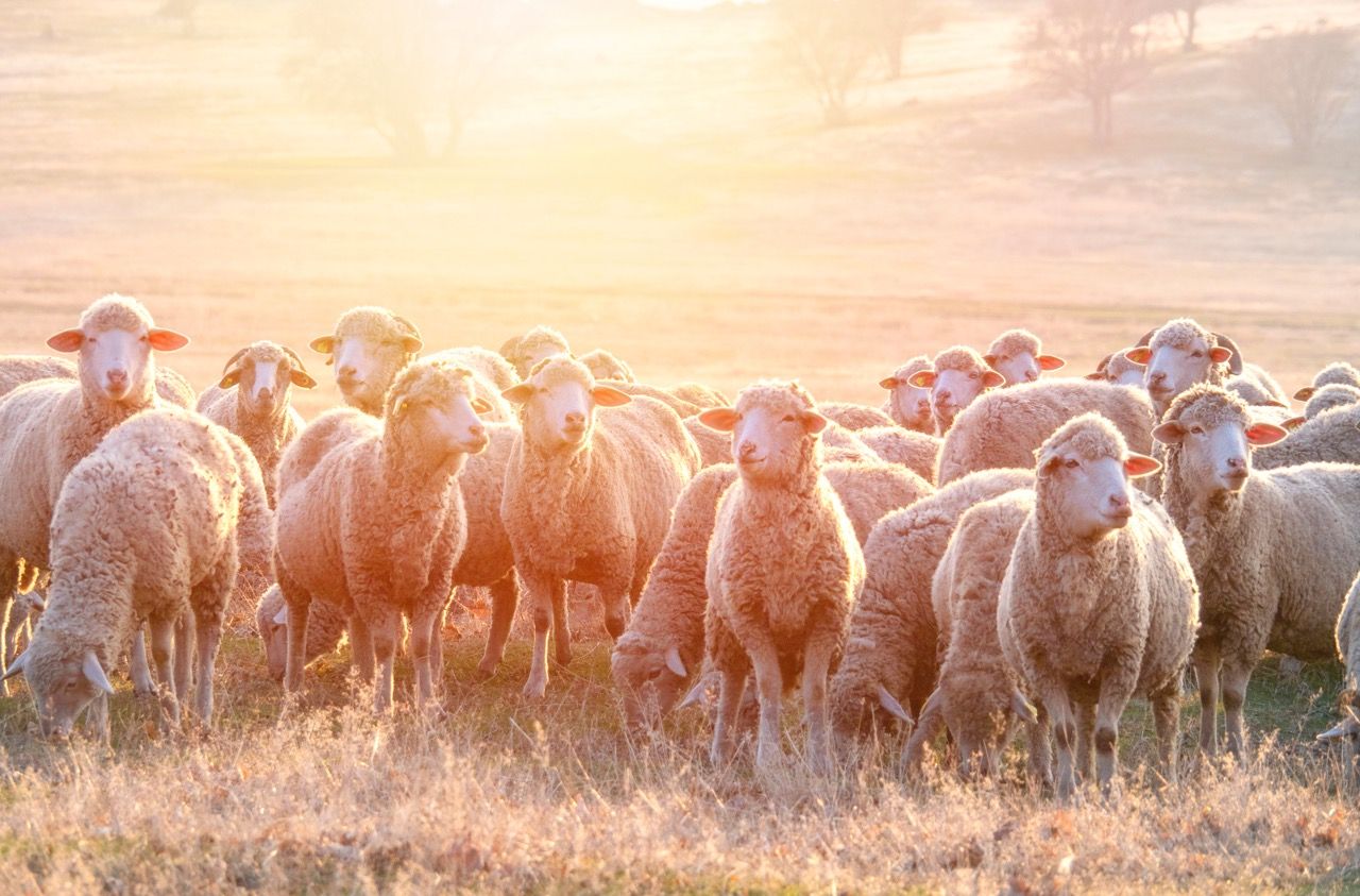sheep